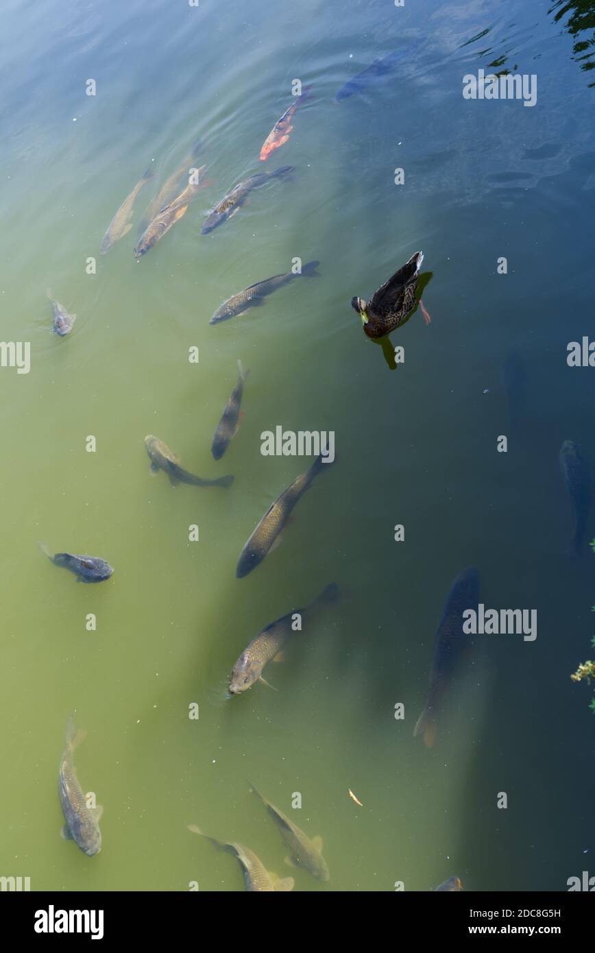 Ente schwimmt auf dem Wasser über den Fischen Stockfoto