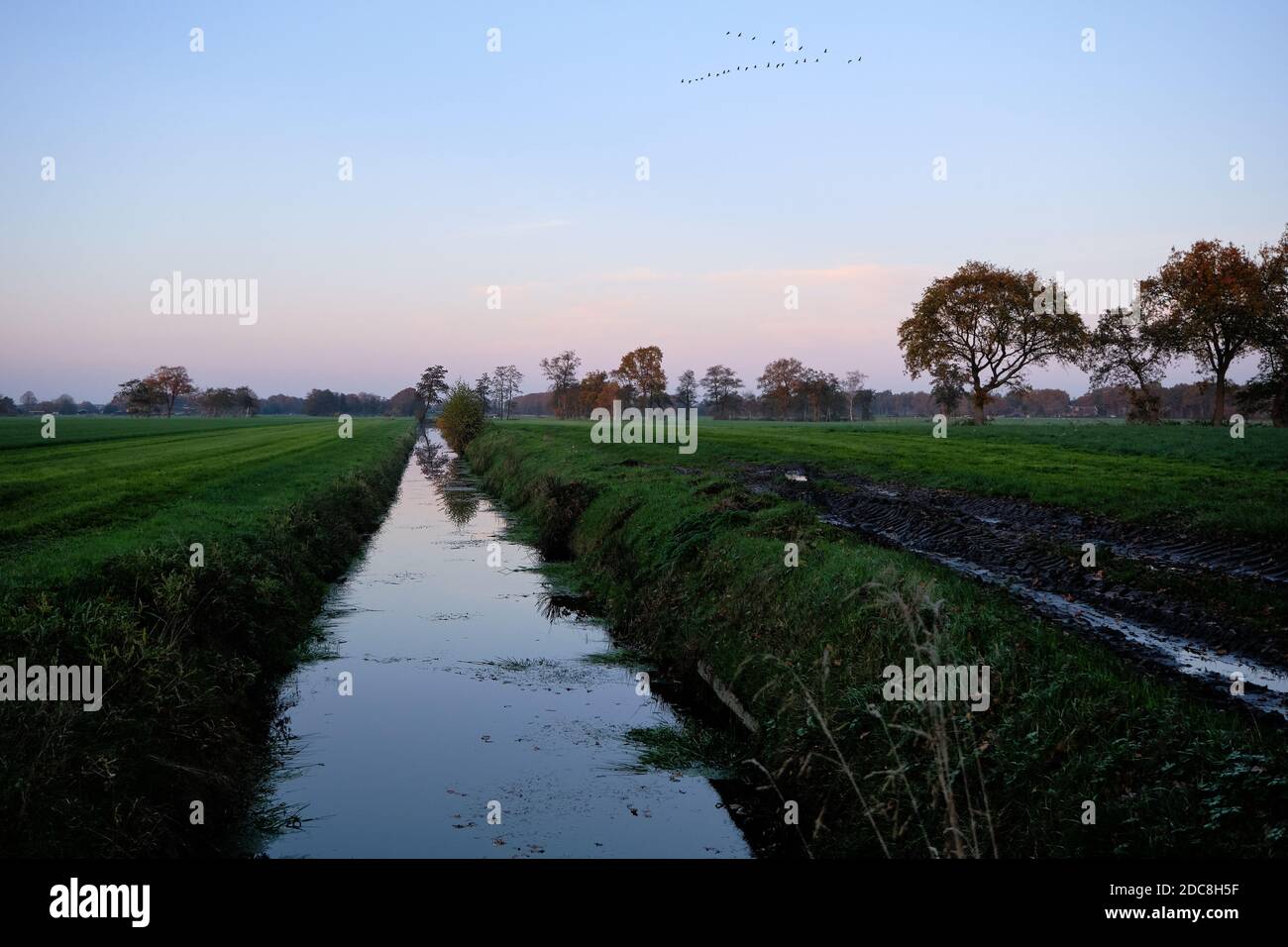 Holländisch-friesische Polderlandschaft Szene mit grünen Weiden Wiesen, Graben, Kanal und Zugvögel in V-Form am Himmel. Kalter Herbstabend, Dämmerung Stockfoto