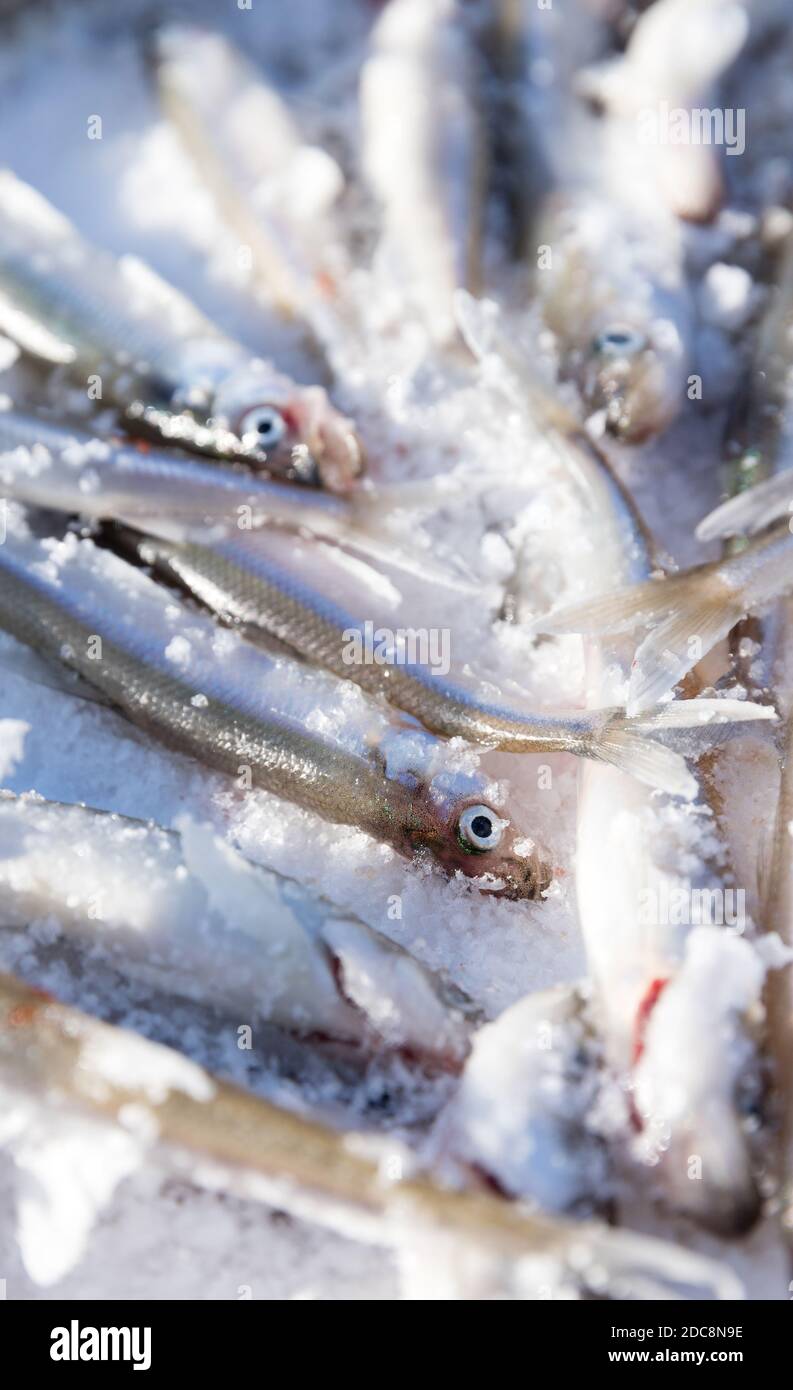 Nahaufnahme von frischem Geruch - köstlicher Fisch, der nach Gurke riecht, sehr leckerer Fisch. Eisfischen. Stockfoto
