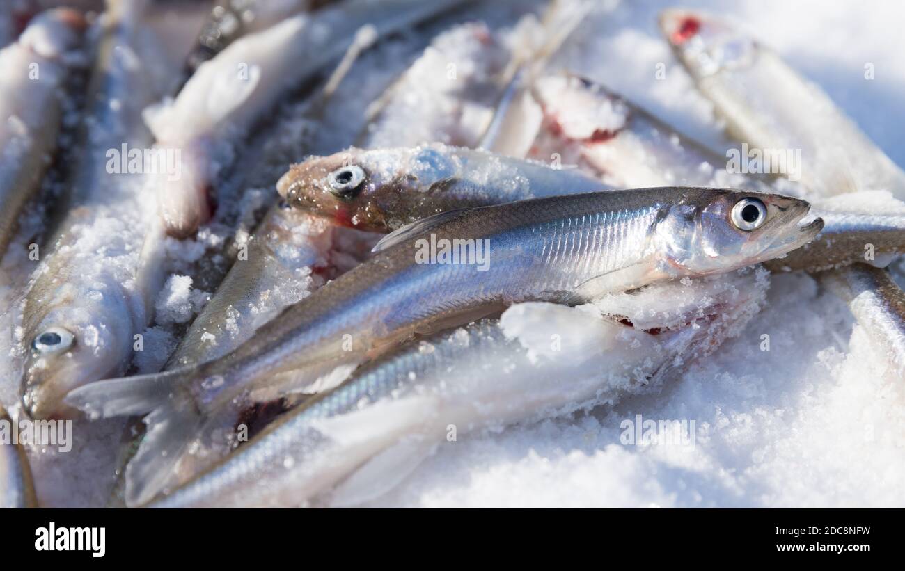Nahaufnahme von frischem Geruch - köstlicher Fisch, der nach Gurke riecht, sehr leckerer Fisch. Eisfischen Stockfoto