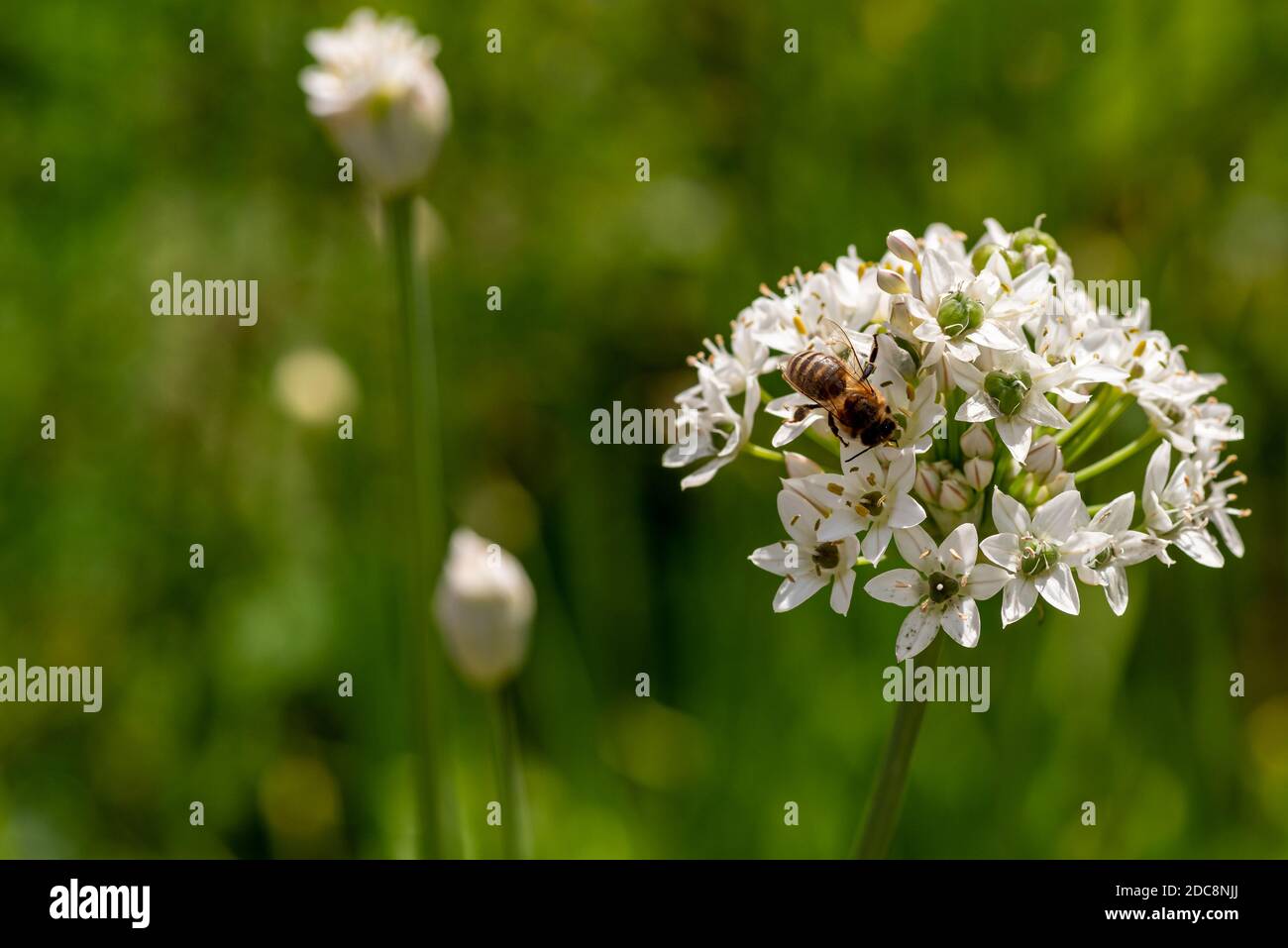 Blütenstand von Knoblauch Schnittlauch mit einer Biene, zwei weitere, noch geschlossene Blüten im verschwommenen Hintergrund links Stockfoto