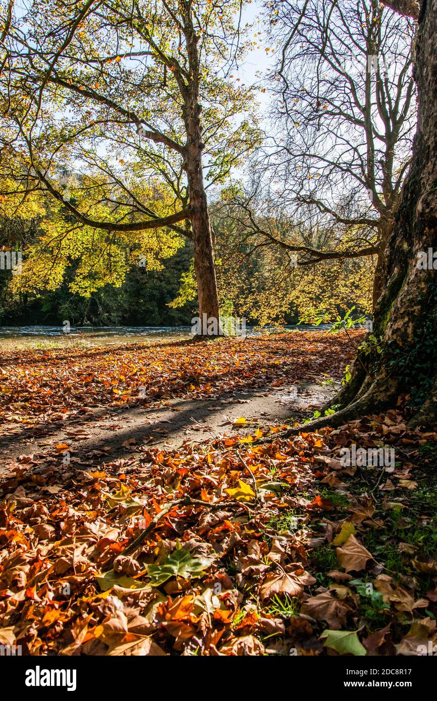 Herbst: Bäume und gefallene Blätter im Ray Mill Island Park. Boulter's Lock, Maidenhead, Berkshire, England. Stockfoto