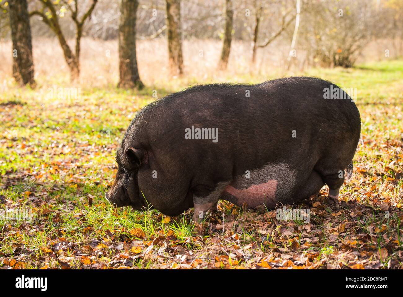 Großes vietnamesisches schwarzes Porträt draußen auf dem Bauernhof Stockfoto