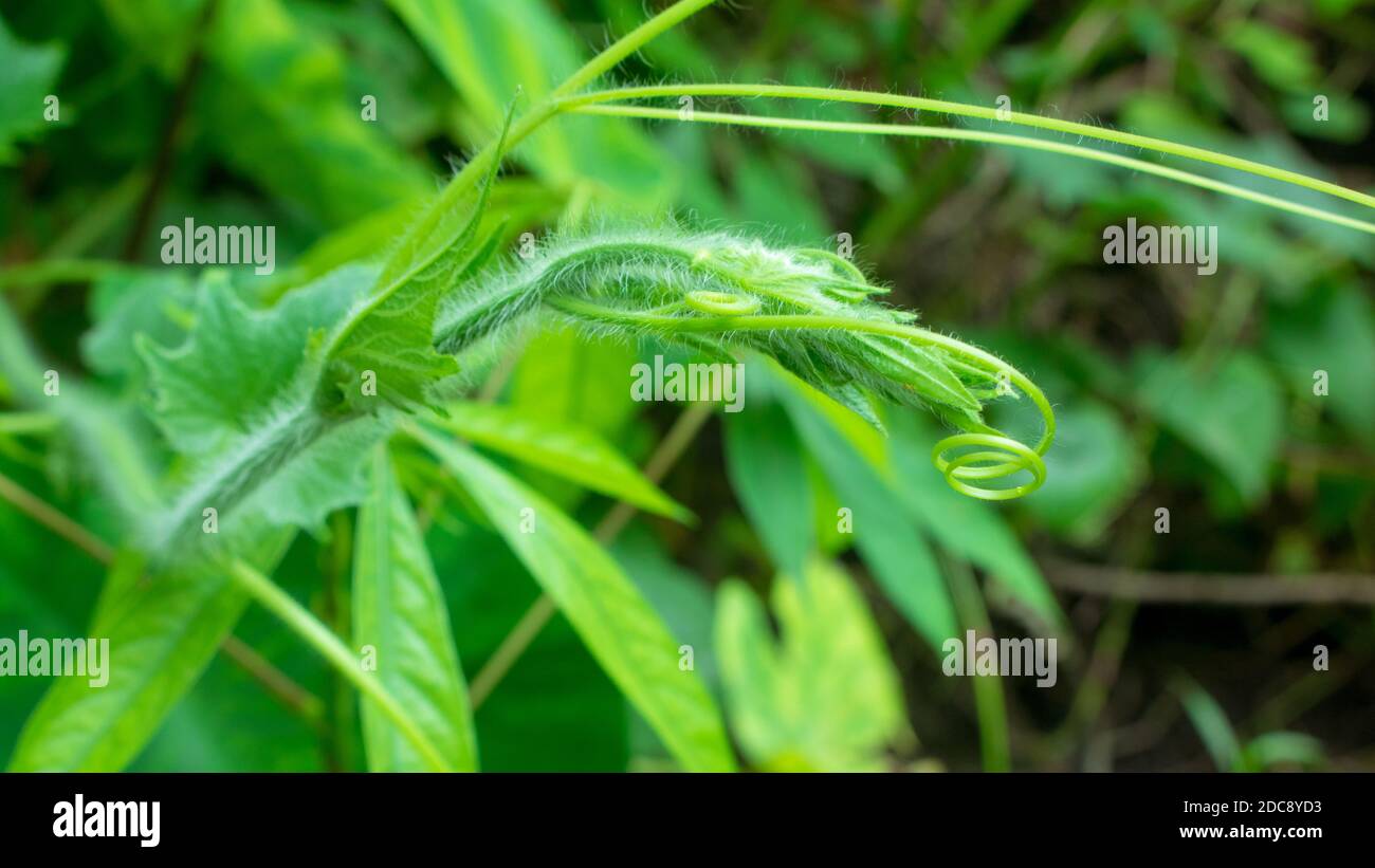 Flaschengourd gilt seit jeher als eines der gesündesten Gemüse. Dieses sehr vielseitige Gemüse ist voll von Wasser (ca. 92%) und Mineralien. Stockfoto
