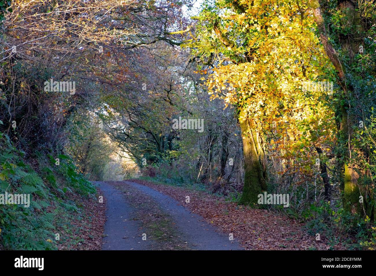 Blick auf die Landstraße im Herbst mit bunten Blättern und Bäumen Bildung eines überwucherten Tunnels November 2020 in Carmarthenshire Wales UK KATHY DEWITT Stockfoto