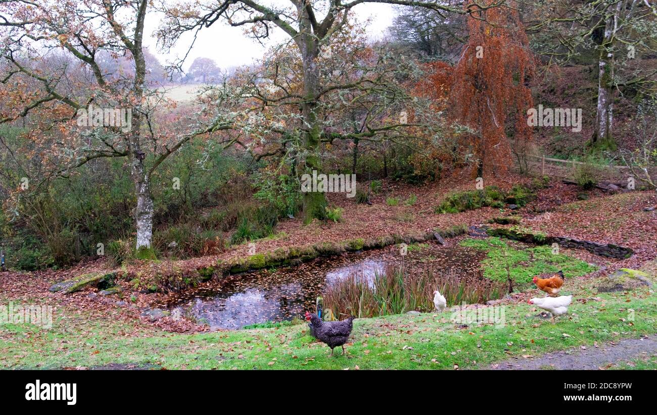 Gartenteich im herbst Fotos und Bildmaterial in hoher Auflösung Alamy