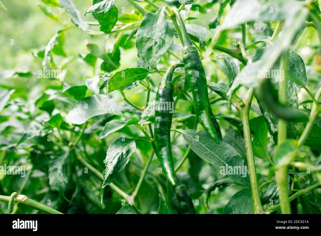 Grüner Pfeffer der verbesserten Sorte von Bangladesh. Die grüne Chilischote (auch chile, chilischote, Chilischote, Green Chilly oder Chili). Grün Chill Stockfoto