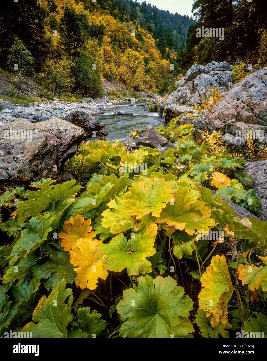 Indian Rhabarb, Saxifrage, Yuba River, Tahoe National Forest, Kalifornien Stockfoto