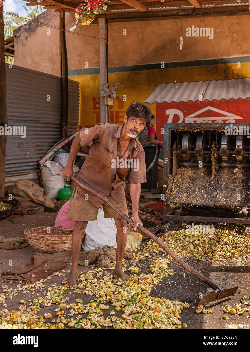 Chikkanayakanahalli, Karnataka, Indien - 3. November 2013: Der Mensch reinigt manuell Betel-Fruchtabfälle, die aus der Mutter-Extraktionsmaschine fielen. Stockfoto