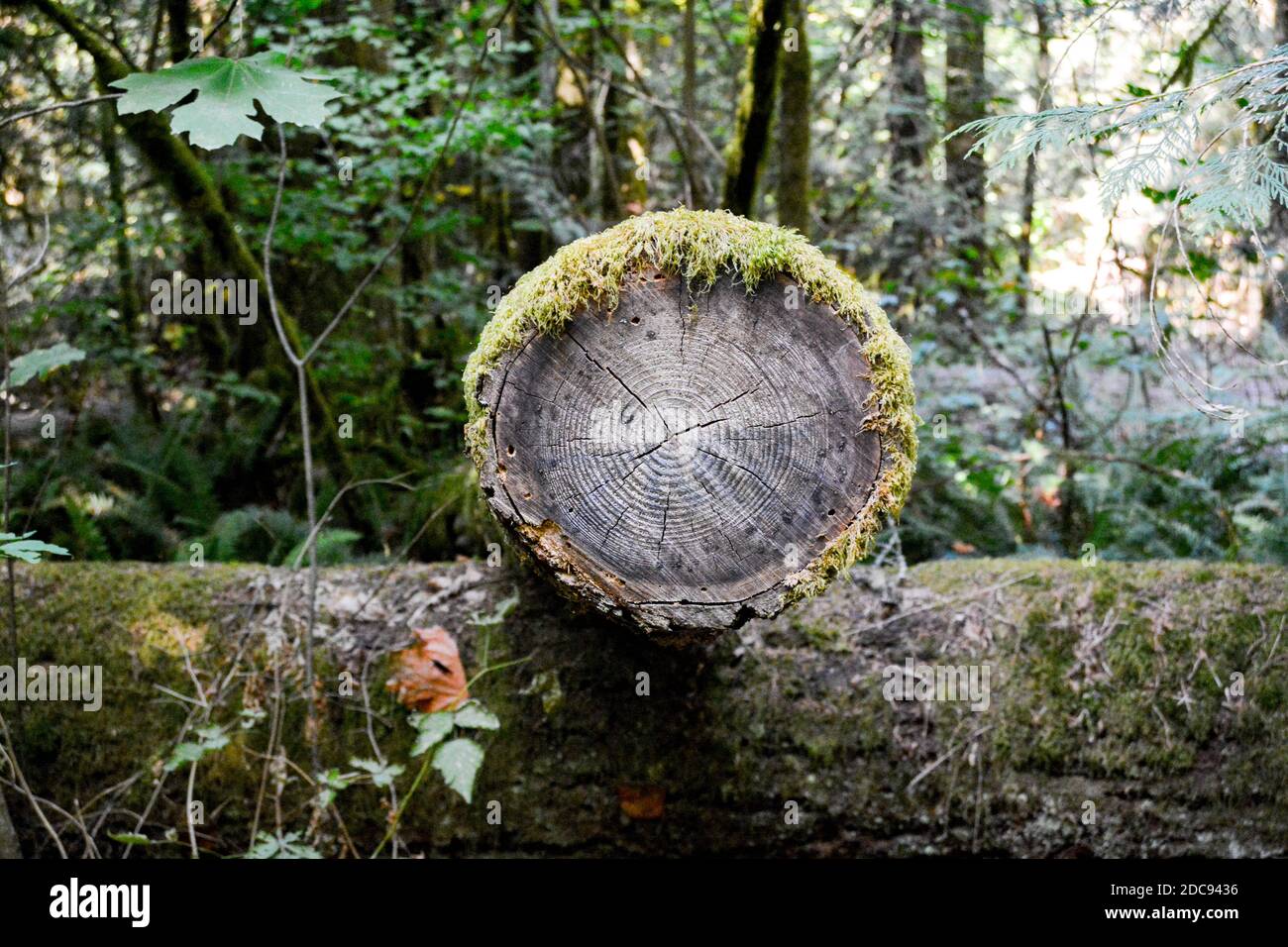 Endansicht des großen Baumes, der im Wald und niedergeschlagen wurde Stamm, der auf dem Balken mit Moos liegt Stockfoto