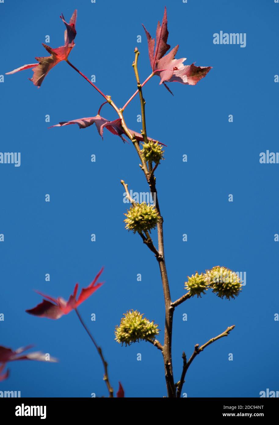 Liquidambar Sämebälle Stockfoto