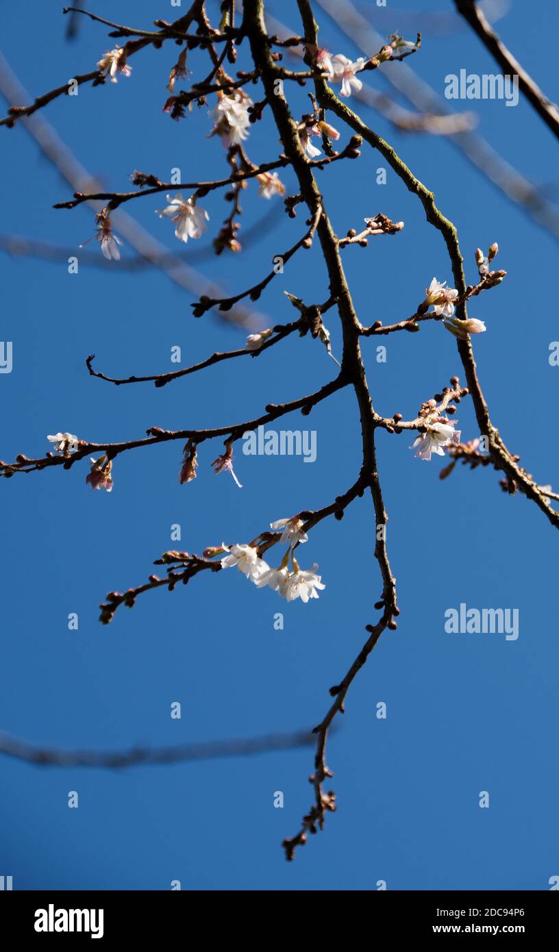 Prunus x subhirtella 'autumnalis' Stockfoto