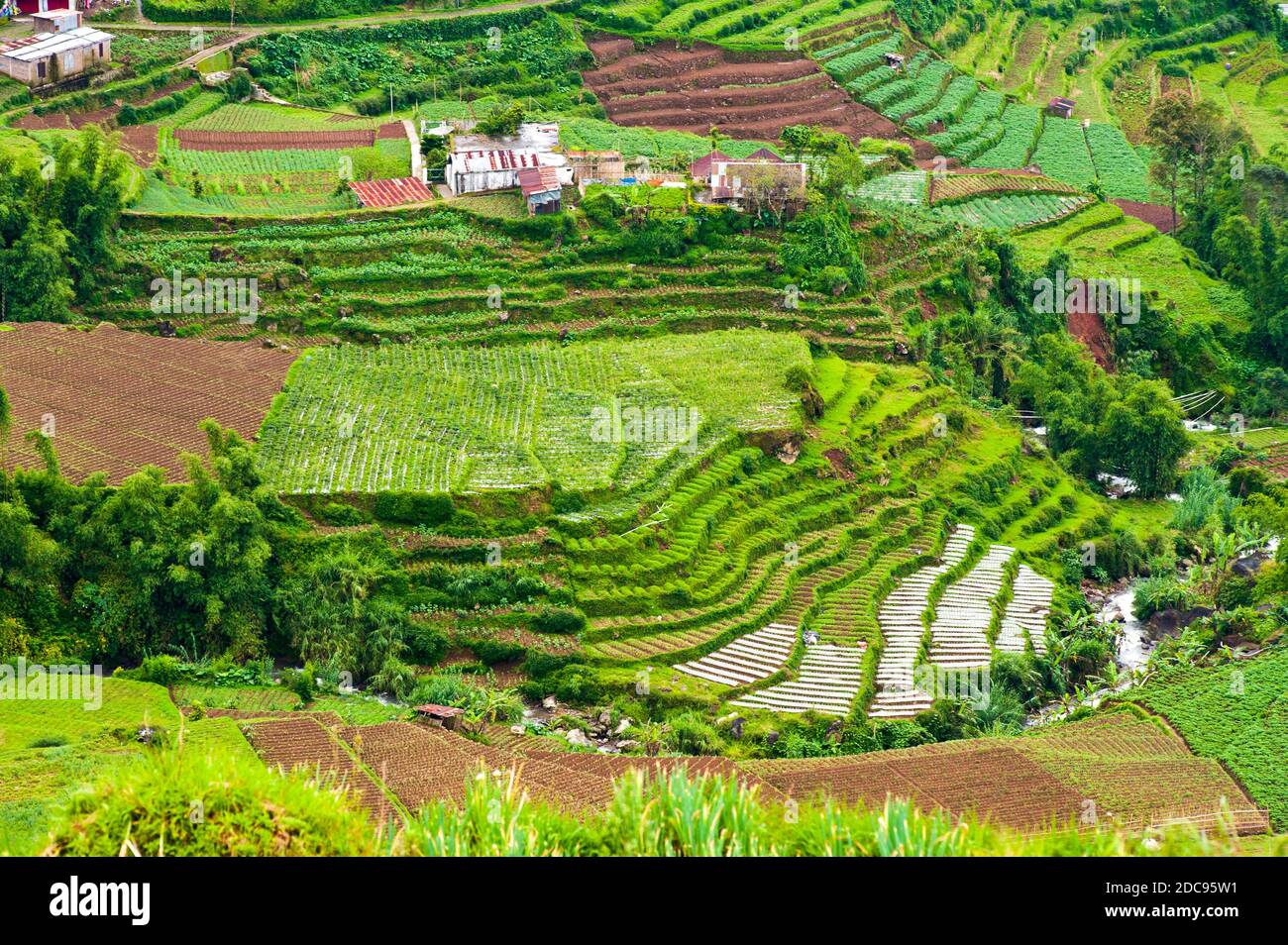 Luftbild von terrassenförmig angelegten Gemüsefeldern, Wonosobo Town, Dieng Plateau, Zentral-Java, Indonesien, Asien Stockfoto