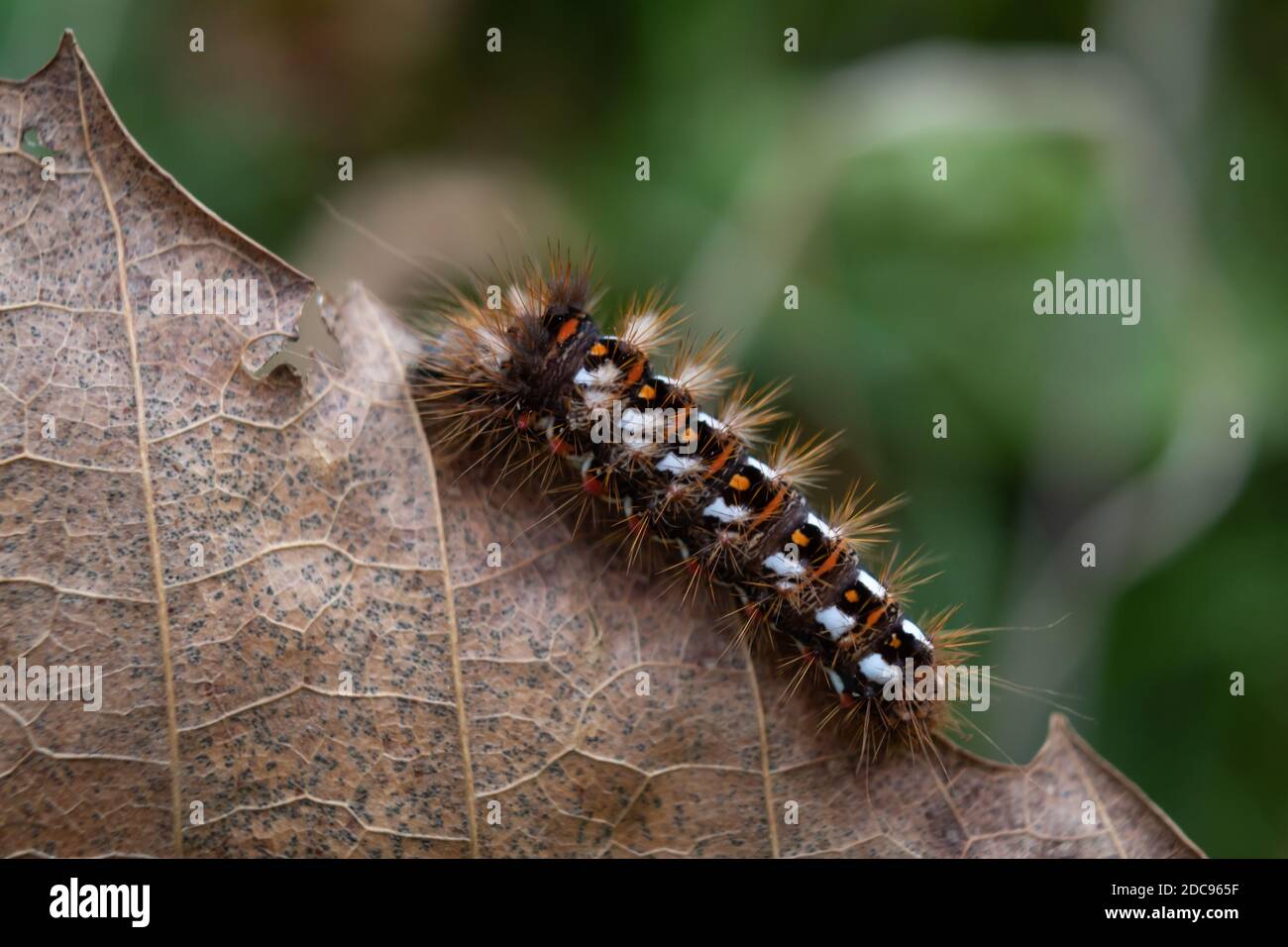 Limántridae Raupen haben charakteristische Haarbüschel auf der Rückseite, die einer Zahnbürste ähneln. Stockfoto