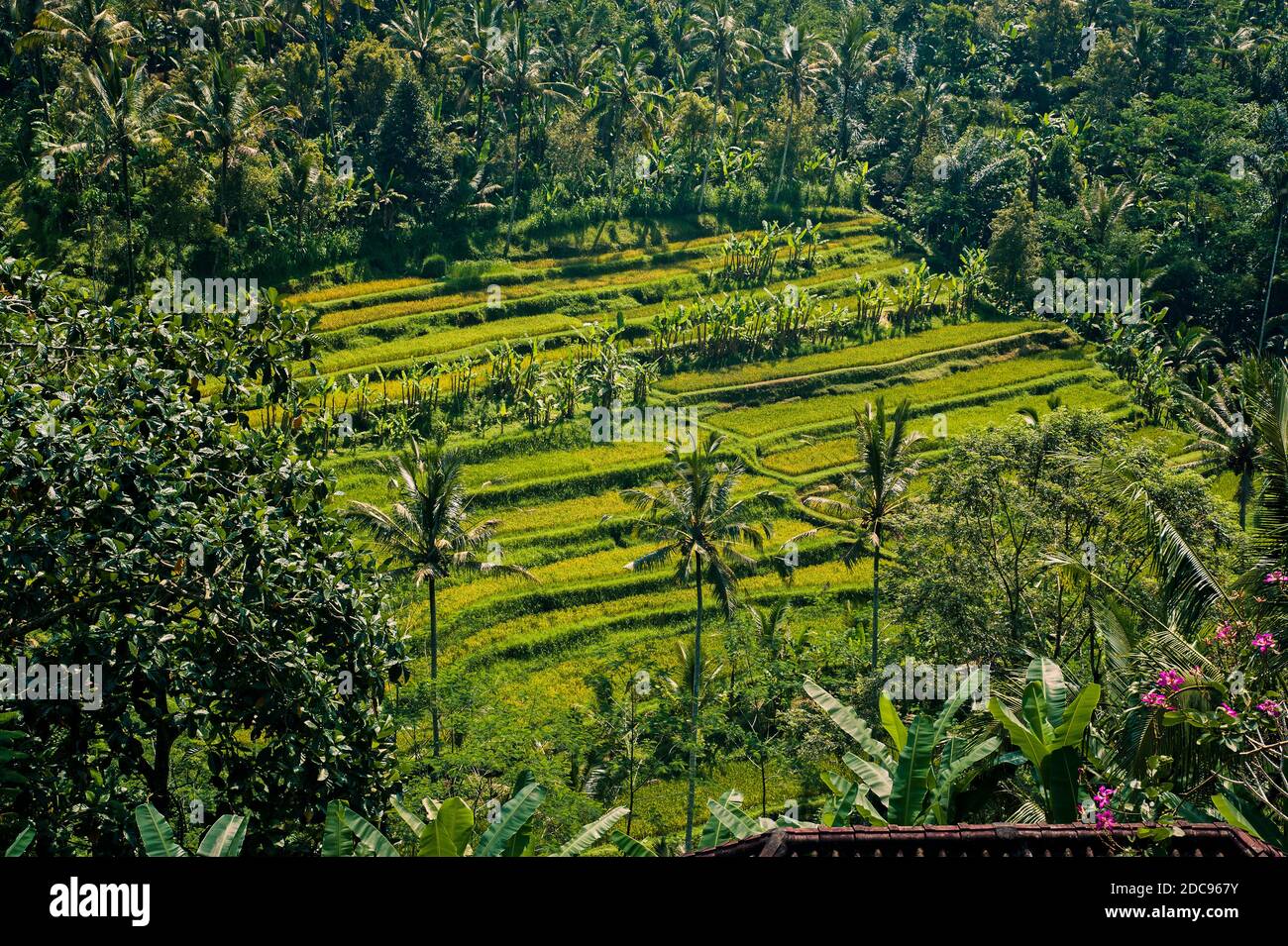 Bild von Palmen und Reisfeldern auf Bali, Indonesien, Asien, Hintergrund mit Kopierfläche Stockfoto