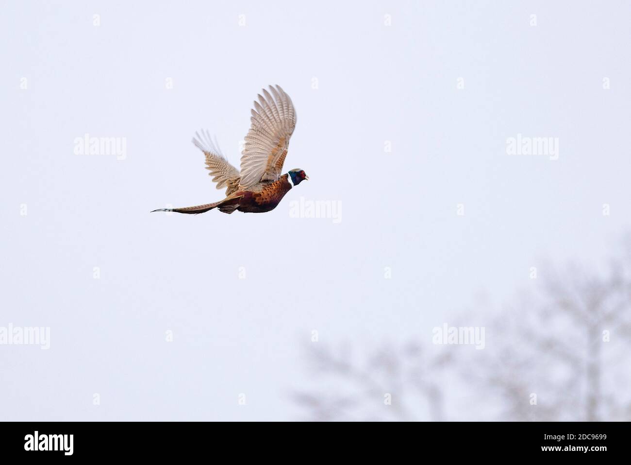 Ein Flying Rooster Pheasant in North Dakota Stockfoto