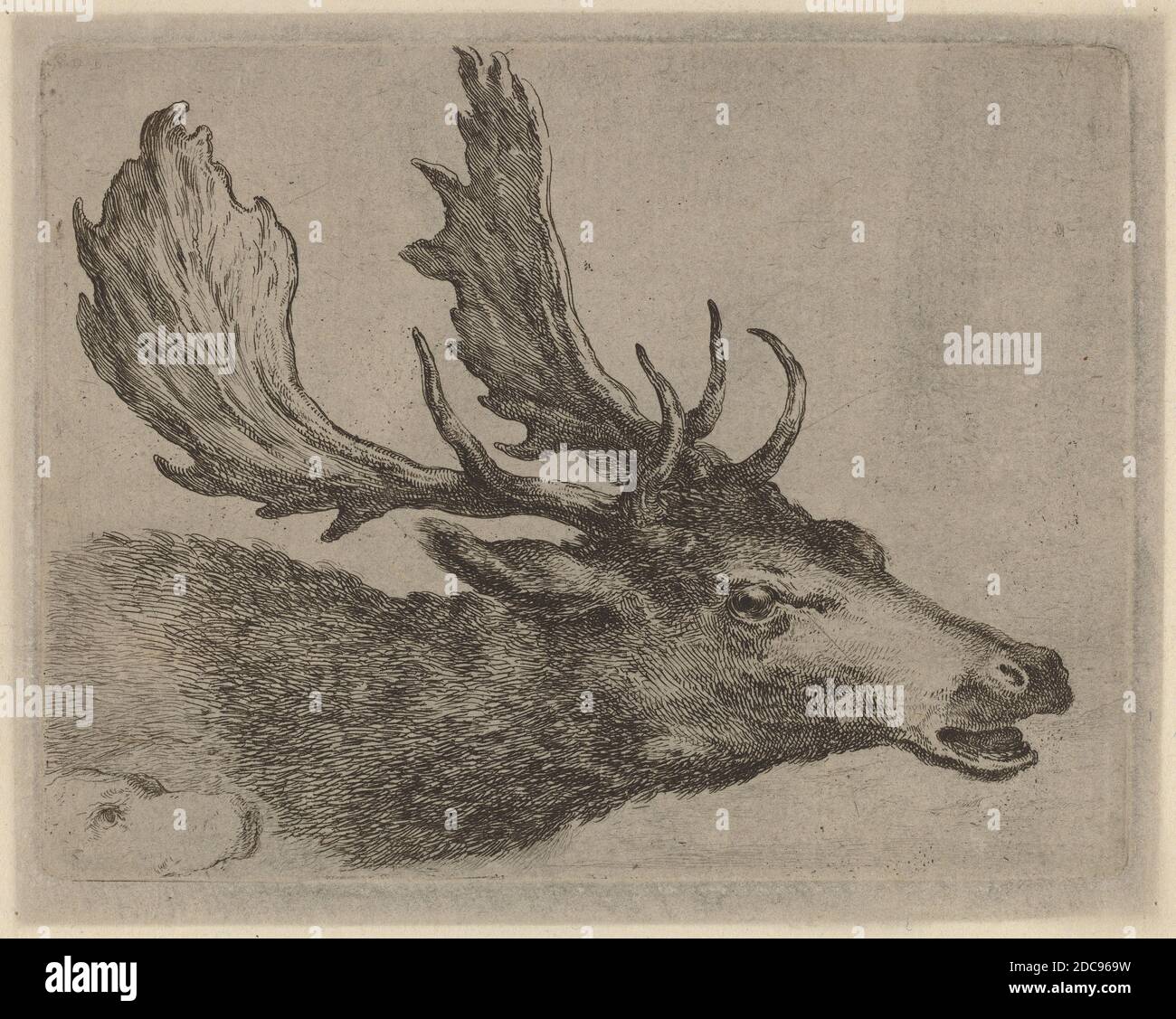 Stefano della Bella, (Künstler), Florentine, 1610 - 1664, Kopf eines nach rechts gedrehten Stags, Quadreria Medicea, Bd.3 (1986.50.11-108), (Serie), Radierung auf Büttenpapier Stockfoto