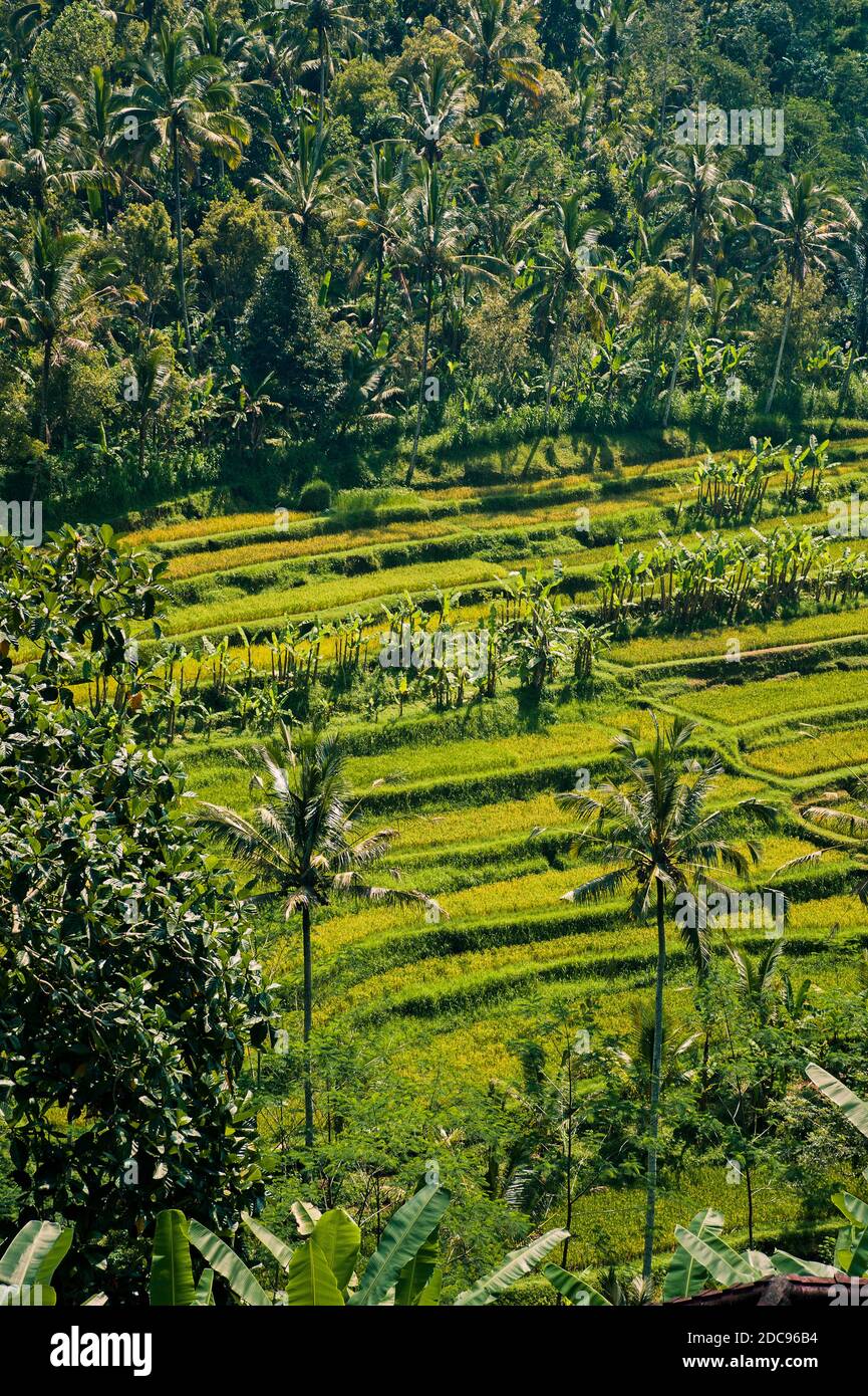 Palmen und Reisfelder auf Bali, Indonesien, Asien, Hintergrund mit Kopierraum Stockfoto