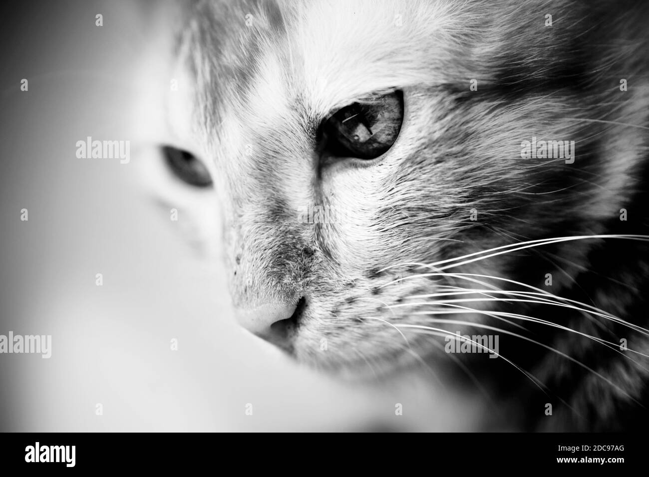 Die schönsten Katzen von Bangladesch Stockfoto