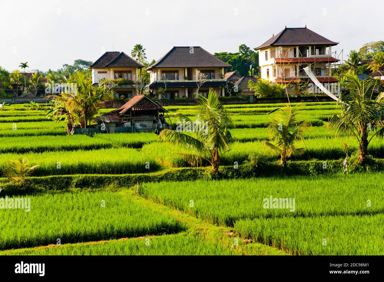 Paddy Fields in Ubud, Bali, Indonesien, Asien Stockfoto