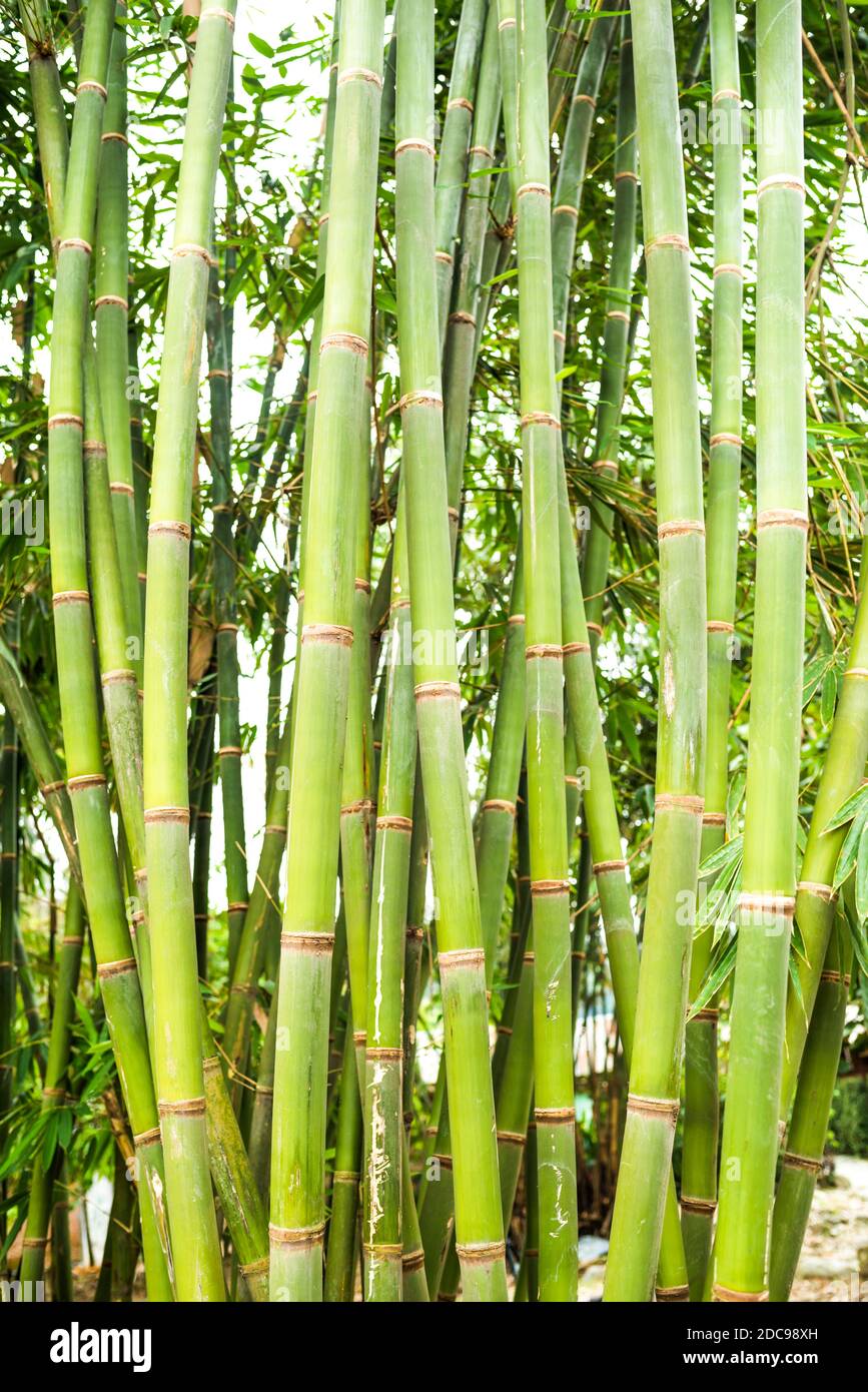 Bambus im Dschungel bei Bukit Lawang, Gunung Leuser Nationalpark, Nordsumatra, Indonesien, Asien, Hintergrund mit Kopierraum Stockfoto