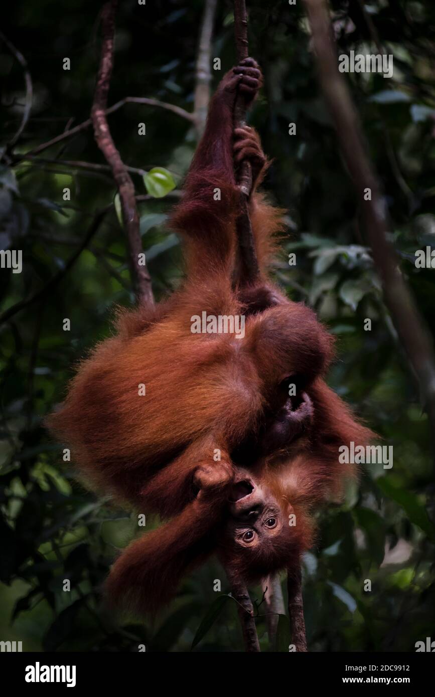 Lustiges Foto von zwei Orang-Utans (Pongo Abelii) im Dschungel bei Bukit Lawang, Gunung Leuser Nationalpark, Nordsumatra, Indonesien, Asien Stockfoto