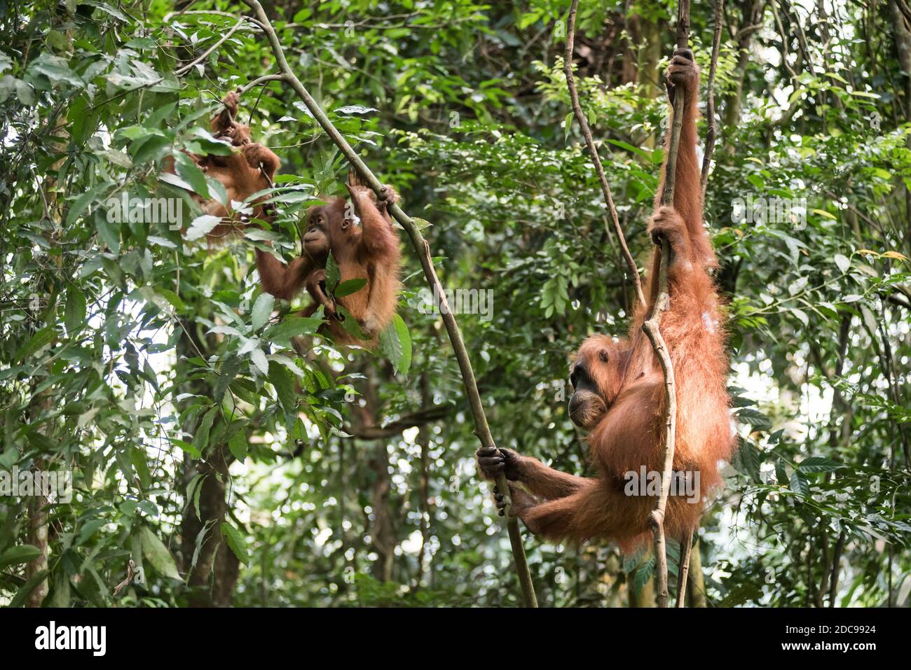 Mutter Orangutan mit zwei Orang-Utans (Pongo Abelii) im Dschungel bei Bukit Lawang, Gunung Leuser Nationalpark, Nordsumatra, Indonesien, Asien Stockfoto