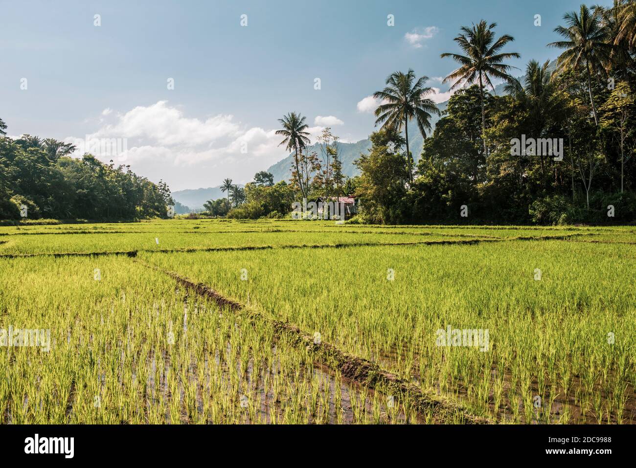 Tropische Reisfelder und Palmenlandschaft am Toba-See (Danau Toba), Nordsumatra, Indonesien, Asien, Hintergrund mit Kopierfläche Stockfoto