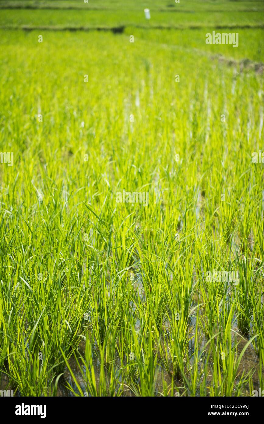 Tropische Reisfelder schließen Landschaft am Toba-See (Danau Toba), Nordsumatra, Indonesien, Asien, Hintergrund mit Kopierraum Stockfoto