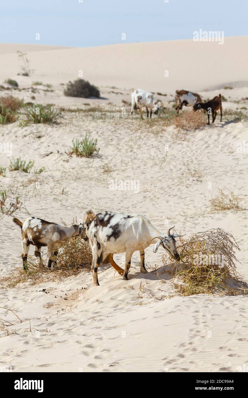 Herde von wilden Ziegen in Sanddünen, Corralejo Sanddünen Naturpark (Parque Natural de las dunas de Corralejo), Fuerteventura, Kanarische Inseln Stockfoto