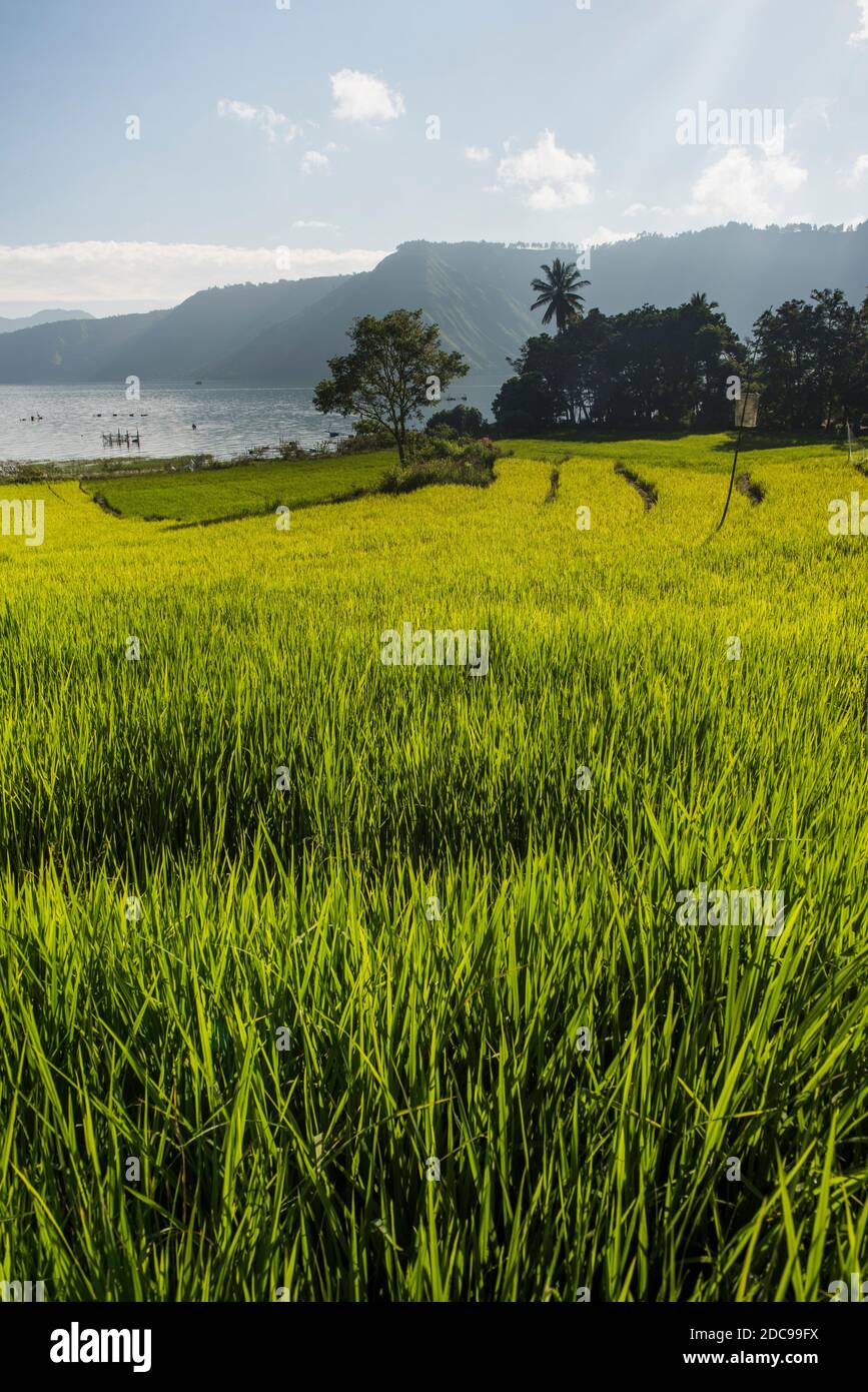 Terrassierte Reisfelder am Toba-See (Danau Toba), Nordsumatra, Indonesien, Asien Stockfoto