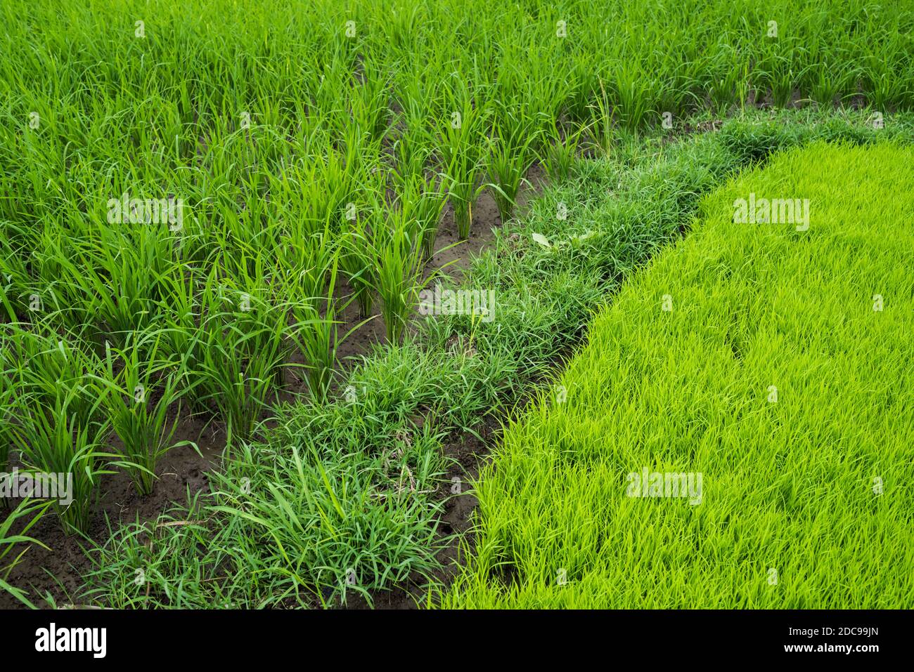 Üppig grüne Reisfelder Nahaufnahme Landschaft, Bukittinggi, West Sumatra, Indonesien, Asien, Hintergrund mit Kopierraum Stockfoto