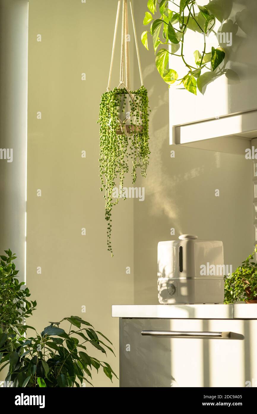 Luftbefeuchter während der Heizperiode zu Hause umgeben von Zimmerpflanzen, Dampf aus Diffusor. Pflanzenpflege. Zunehmende Feuchtigkeit in der Wohnung. Stockfoto