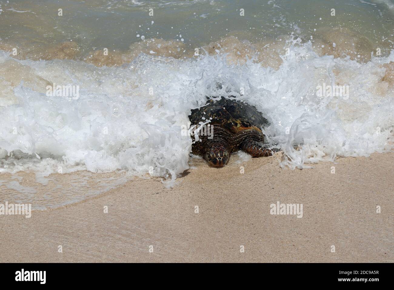 Meeresschildkröten im Hawaii Paradies Stockfoto