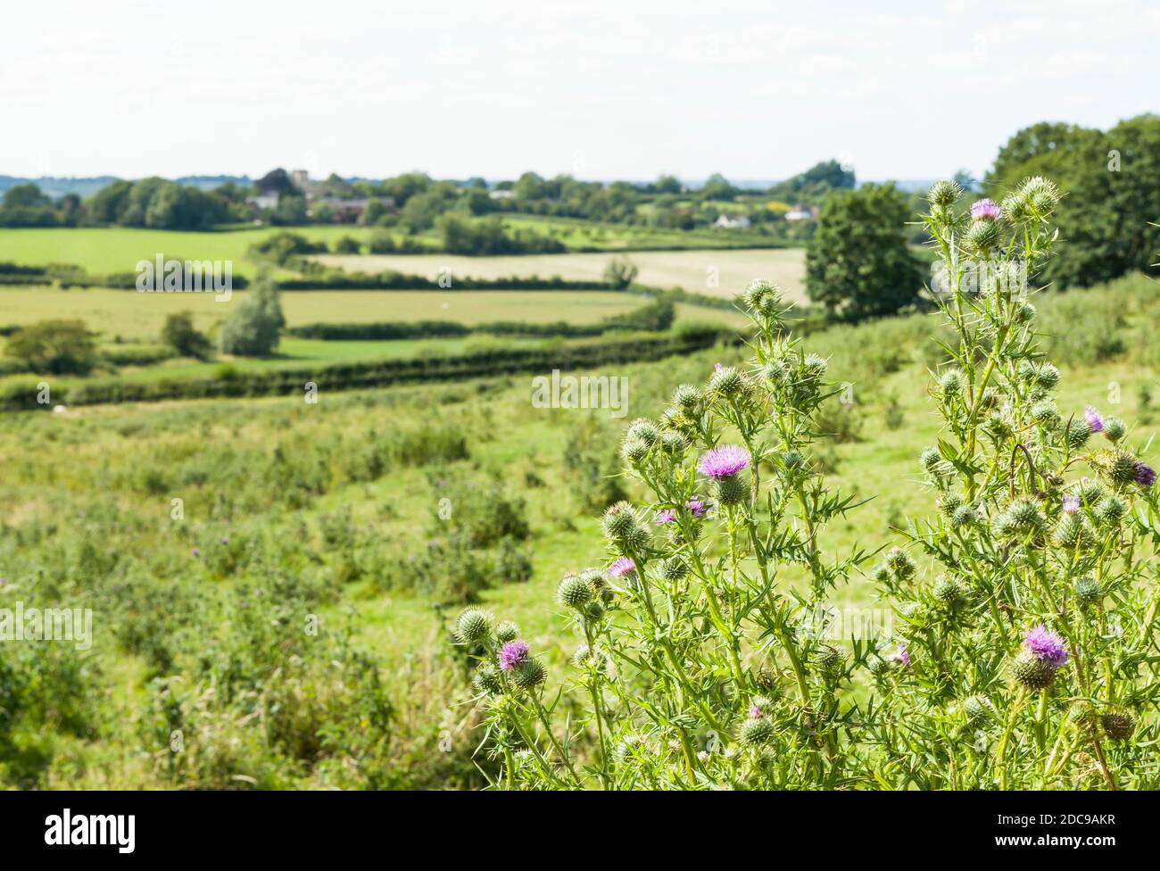 Feld der wilden Blumen (gewöhnliche Distel) in Buckinghamshire Countryside, Aylesbury Vale, Großbritannien Stockfoto