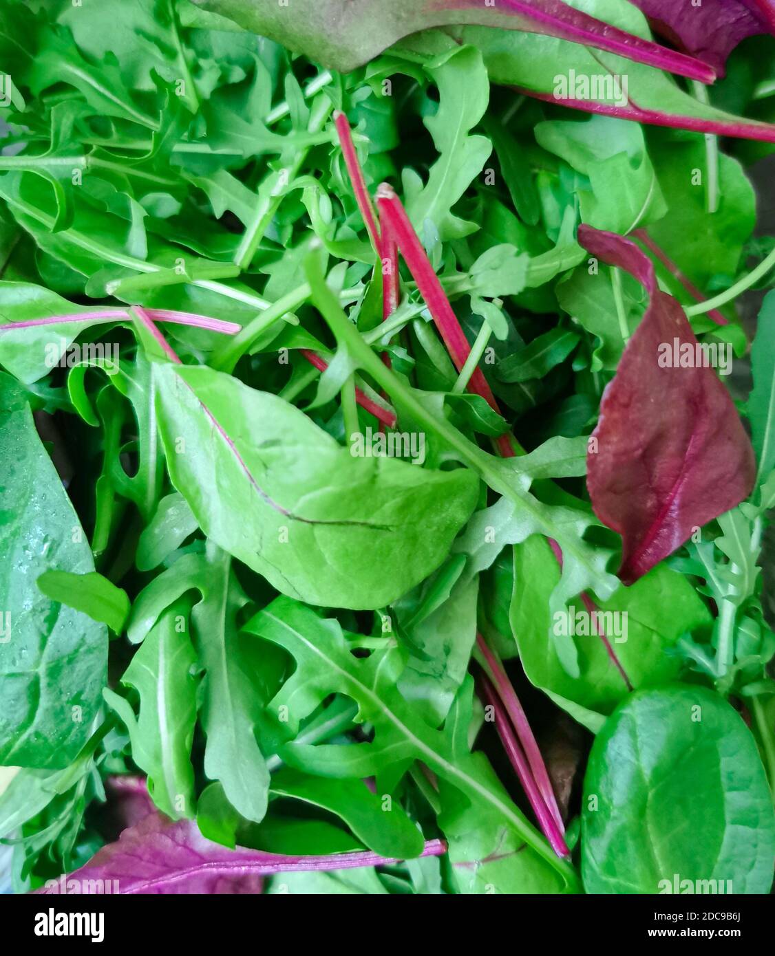 Roter und grüner Salat mit Spinatblatt, mangold, Rote Bete und Rucola gemischt Stockfoto