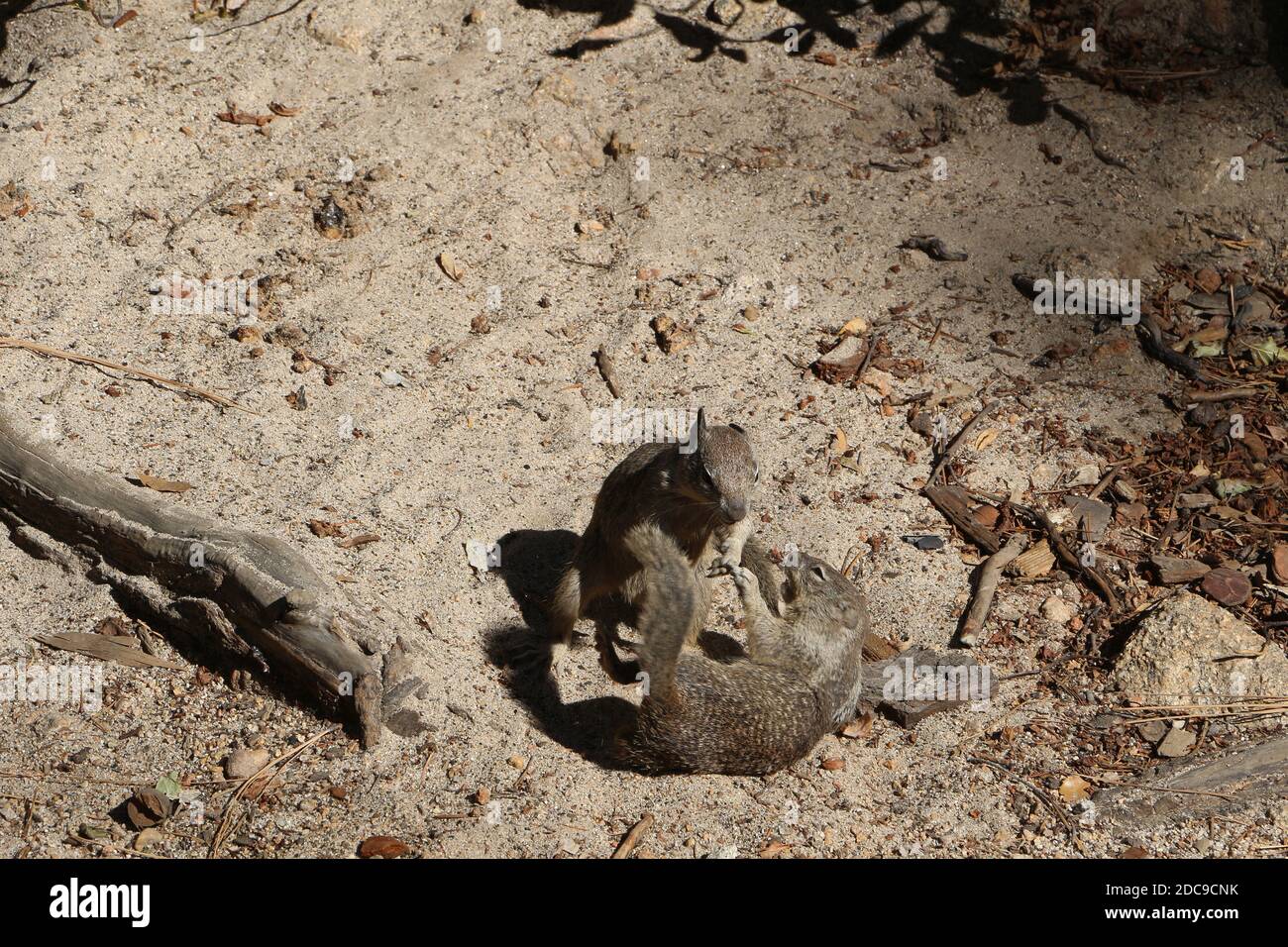 Zwei brüllende Eichhörnchen in den USA Stockfoto