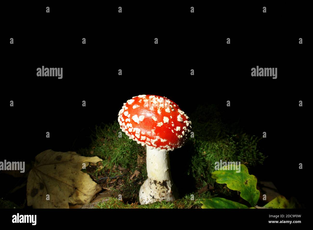 Schwarzer Hintergrund mit Fliege-Agaric im moos-Wald, in der Mitte. Der lateinische Name dieses Pilzes ist Amanita muscaria. Giftige Arten Stockfoto