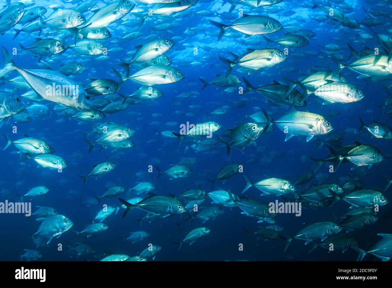 Schule von Jackfish in einem blauen Ozean (Ähnliche Inseln, Thailand) Stockfoto