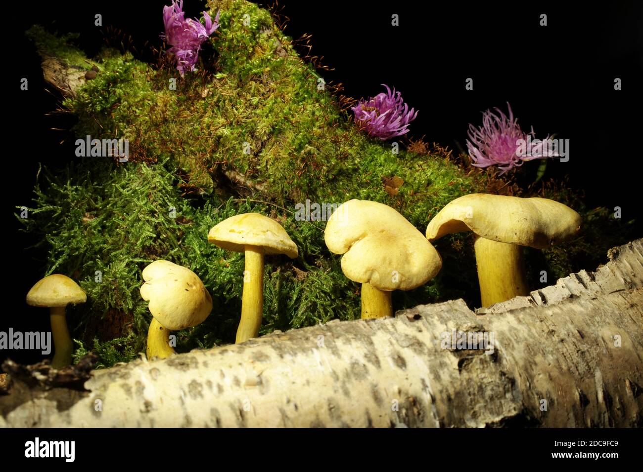 Muhsrooms Schwefel Ritter oder Gas agaric auf dem dunklen, schwarzen Hintergrund. Lateinischer Name Tricholoma sulfureum. Es ist leicht giftige Spezies. Stockfoto