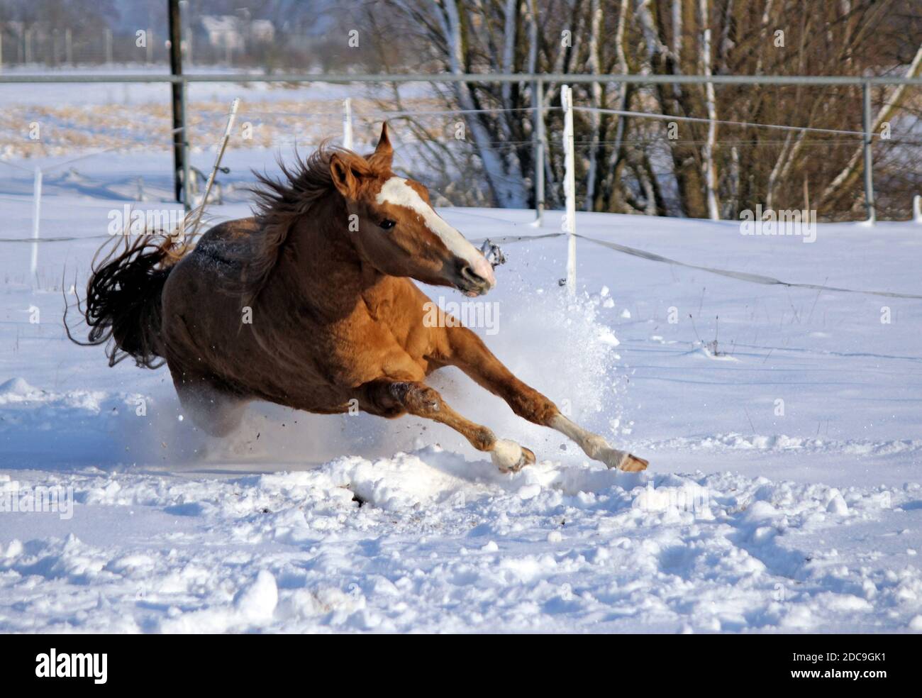 04.02.2019, München, Bayern, Deutschland - Pferd rutscht im Winter auf einem schneebedeckten Fahrerlager. 00S190204D062CAROEX.JPG [MODELLVERSION: NICHT ZUTREFFEND, KORREKT Stockfoto
