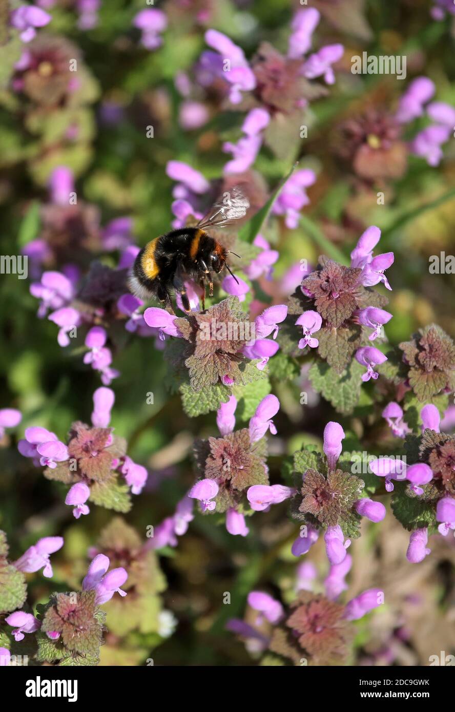 06.04.2019, Glasten, Sachsen, Deutschland - Deutschland, Dunkle Bodenhummel sammelt Nektar aus den Blüten der purpurnen Taubnessel. 00S190406D408CAROEX.J Stockfoto
