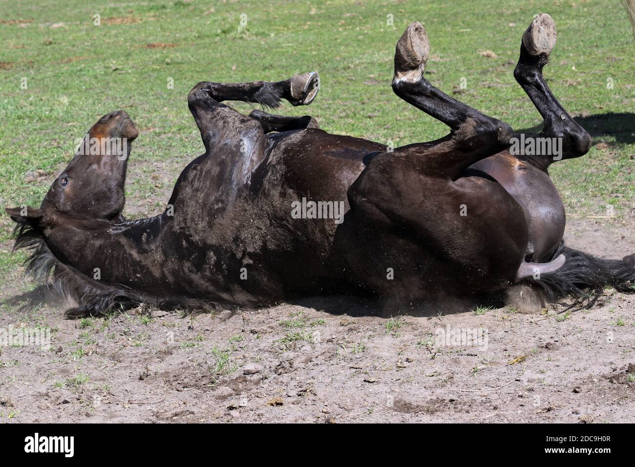 19.04.2019, Bruchmühle, Brandenburg, Deutschland - Pferd rollt im Sand. 00S190419D346CAROEX.JPG [MODEL RELEASE: NO, PROPERTY RELEASE: NO (C) CAR Stockfoto