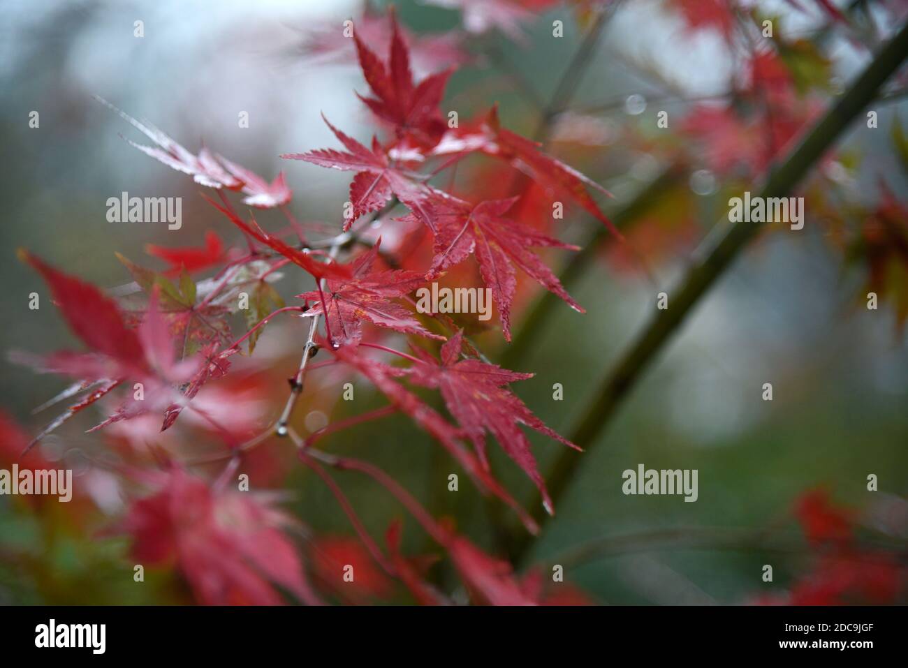 Japanische rote Pflanze. Stockfoto