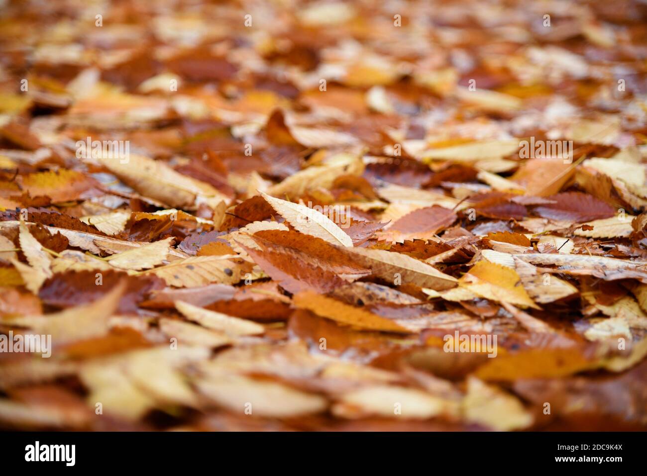 Orange nassen Herbst Blätter nach einem regnerischen Tag. Auf der Straße, hat einige schöne Glanz. Stockfoto