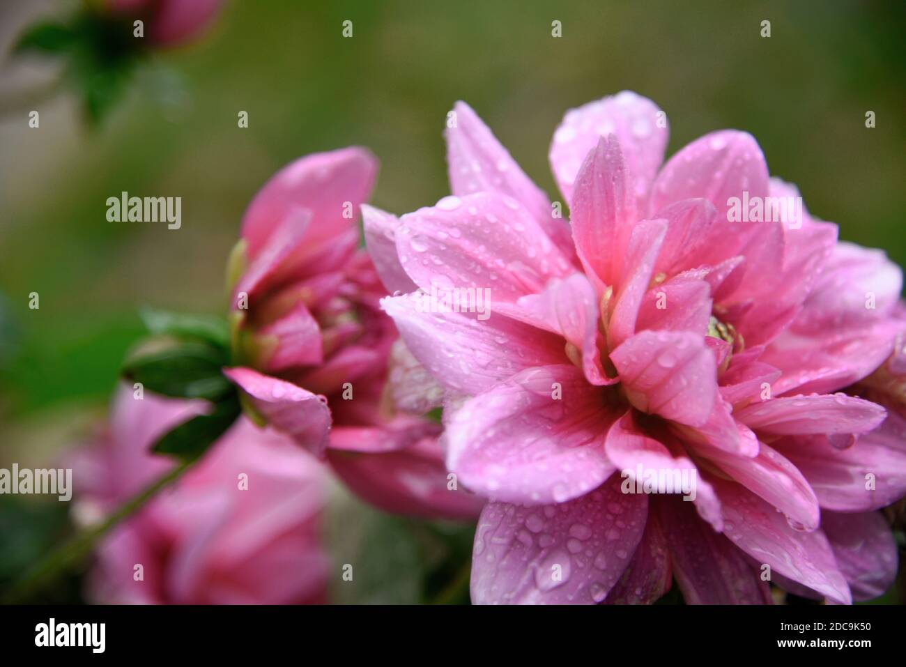 Eine schöne rosa Blume mit Regentropfen / Morgentau darauf. Blume ist hell hat tiefe Rosa und helles Weiß Stockfoto