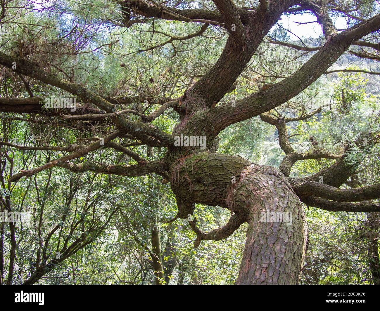 Ein Baum mit vielen Ästen. Stockfoto