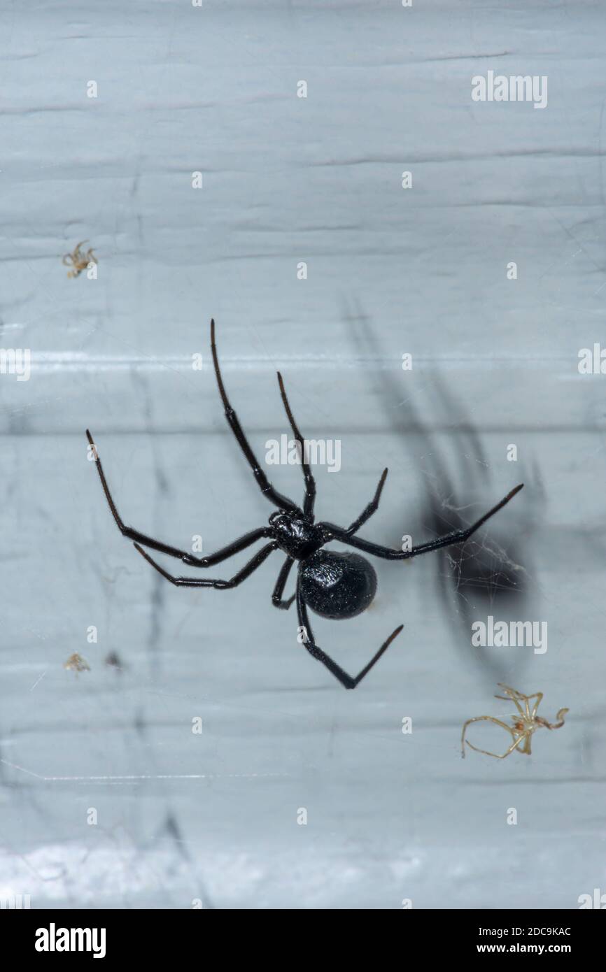 Weibliche Western Black Widow Spider (Latrodectus hesperus) - Draufsicht, (zeigt keine rote Stundenglasmarkierung, die auf der Unterseite des Körpers ist.) November Stockfoto