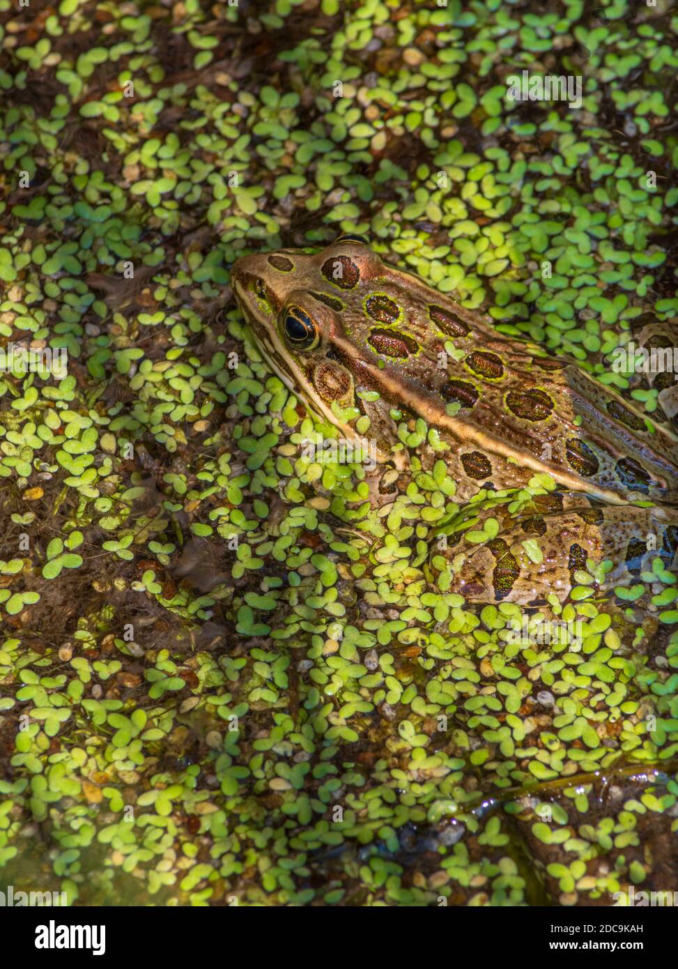 Plains Leopard Frog (Lithobates blairi) versteckt sich in Entenkraut von Feuchtgebieten Kattail Sumpfgebiet, Castle Rock Colorado USA. Foto aufgenommen im August. Stockfoto