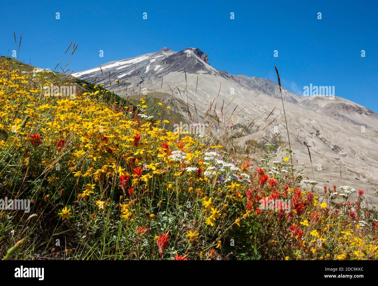 WA18302-05...WASHINGTON - farbenfrohe Wildblumen blühen 40 Jahre nach dem Ausbruch des Mount St Helens im Mount St Helens National Volcanic Monument. Stockfoto
